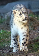 19th Nov 2017 - Snow Leopard 