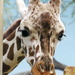 Giraffe Close Up by randy23