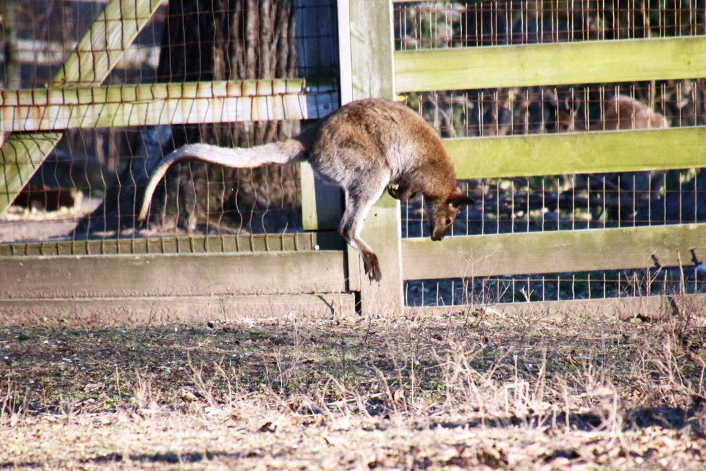 Jumping Kangaroo by randy23
