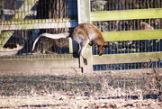 23rd Nov 2017 - Jumping Kangaroo
