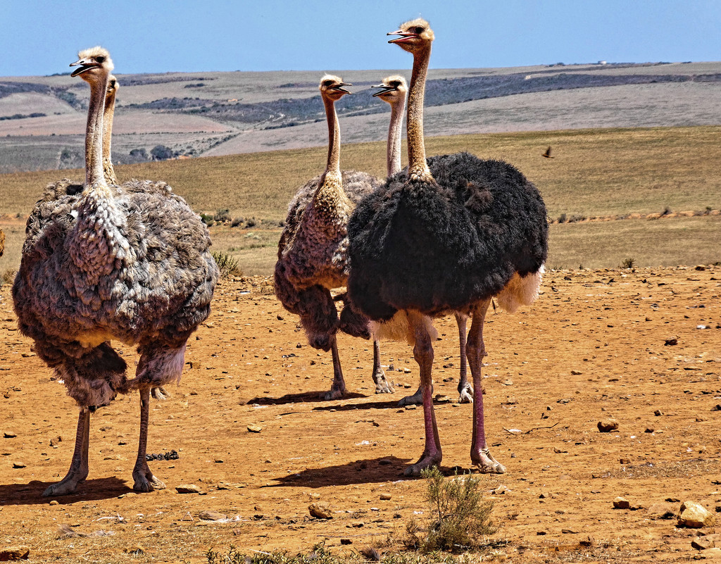 A male Ostrich and part of his harem, in the Karoo. by ludwigsdiana