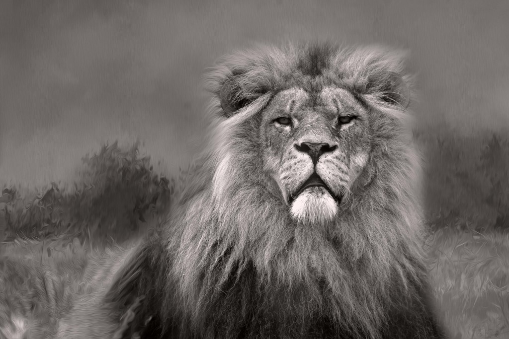 Lion King by shepherdmanswife