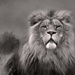 Lion King by shepherdmanswife