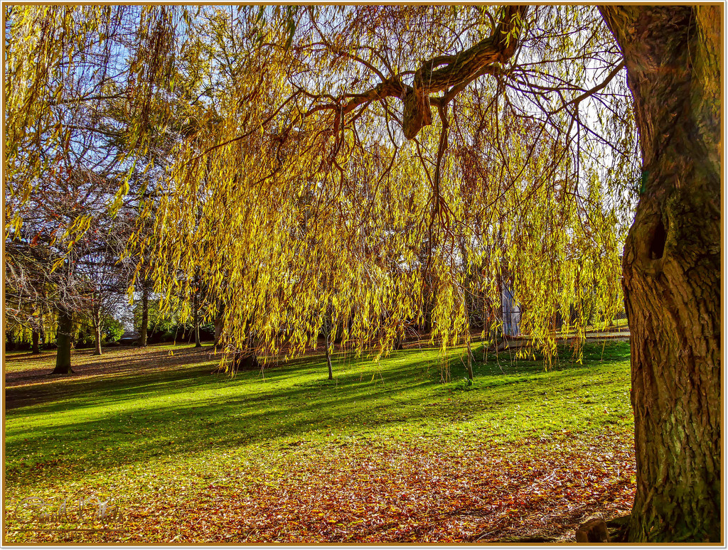 Beneath The Weeping Willow by carolmw
