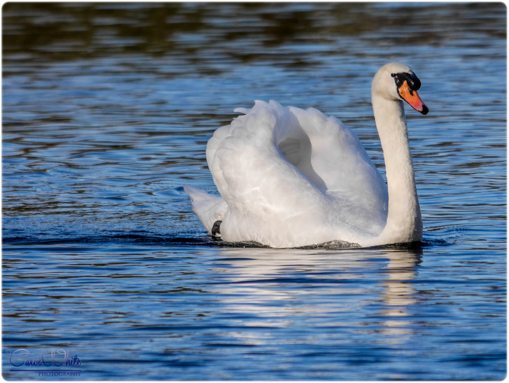 Sunlit Swan by carolmw