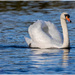 Sunlit Swan by carolmw