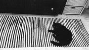 18th Sep 2017 - Designer Cat