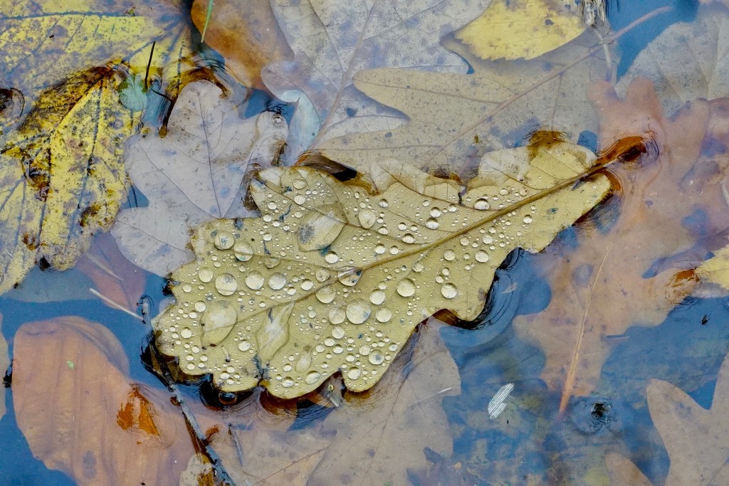 WET LEAF - ABOVE AND BELOW by markp