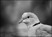 24th Nov 2017 - Collared dove