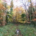 Dog in the woods by julienne1