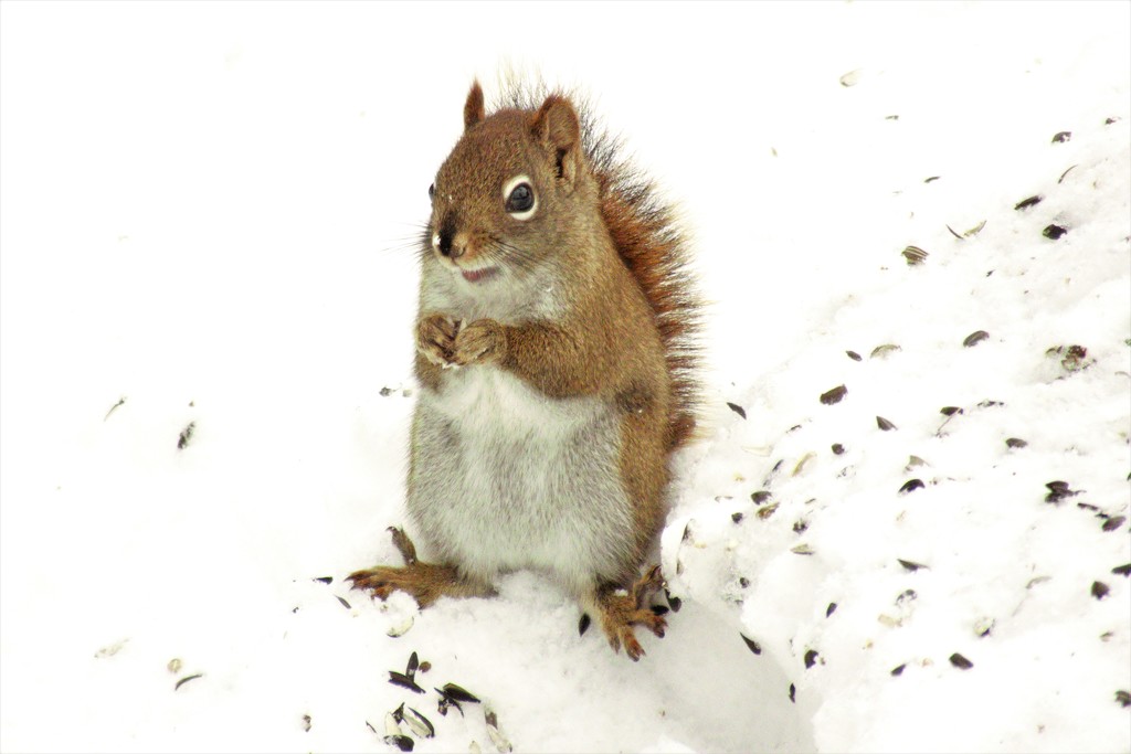 I like the SNOW........I can see the SEEDS! by radiogirl
