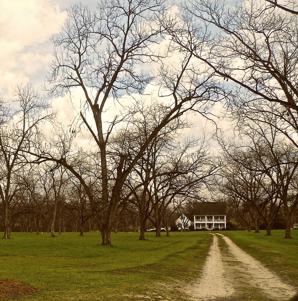 Pecan trees in South Georgia by redandwhite