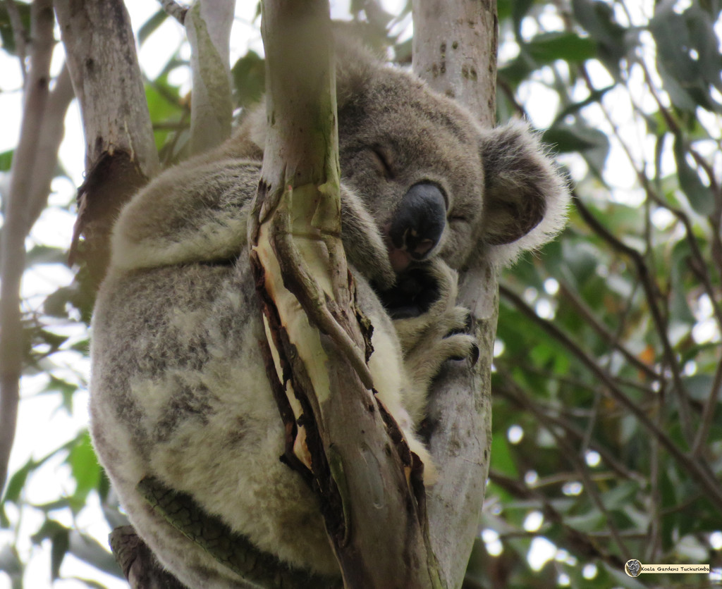 nightie-night by koalagardens
