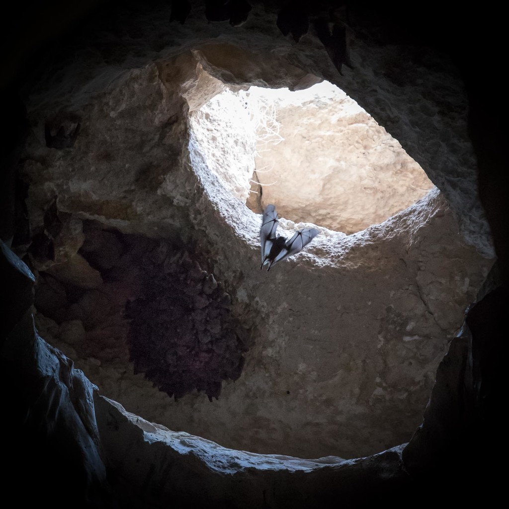 Bats in the Bell Caves by jyokota