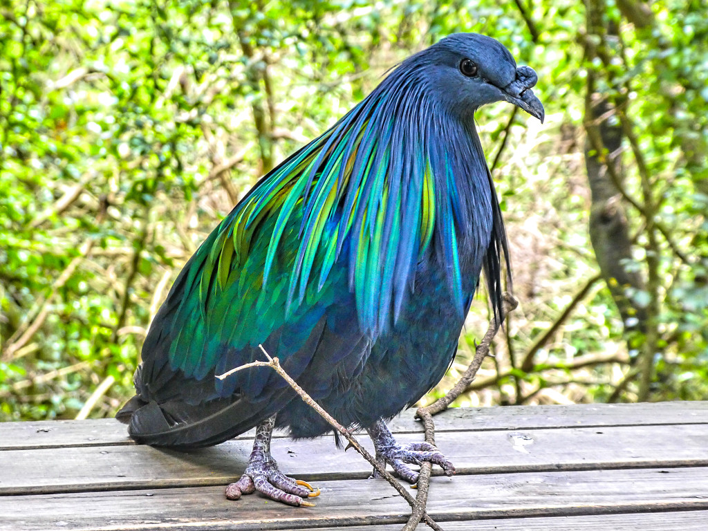 A Nicobar Pigeon at Birds of Eden. by ludwigsdiana