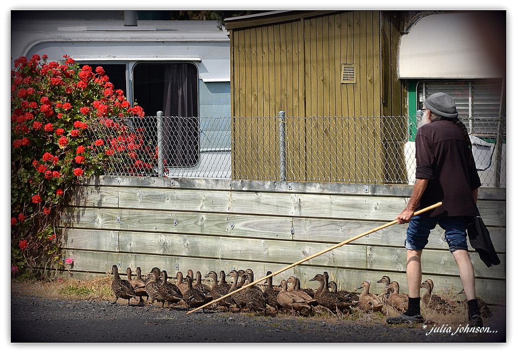 Herding Ducks... by julzmaioro