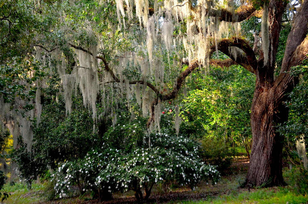 Spanish moss, live oak and camellias by congaree