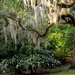 Spanish moss, live oak and camellias by congaree