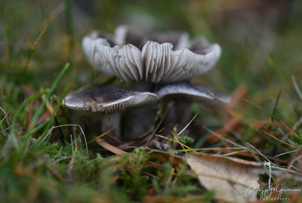 ~Mushrooms~ by crowfan