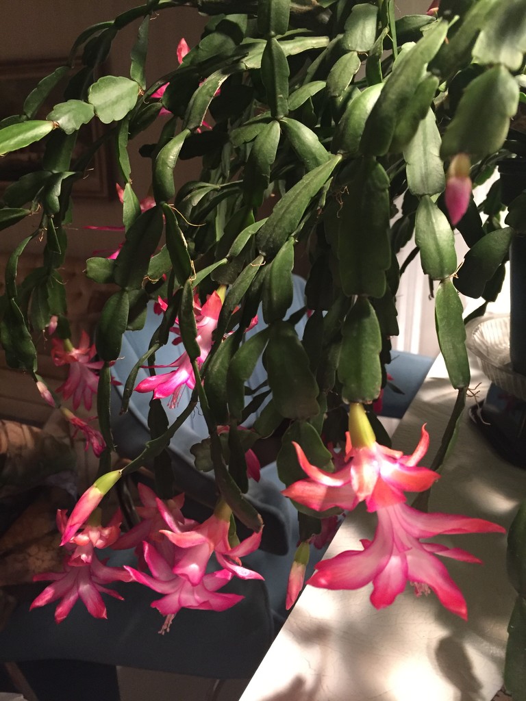 Dad’s Christmas cactus is blooming  by kchuk