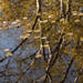Autumnal reflection by cherrymartina