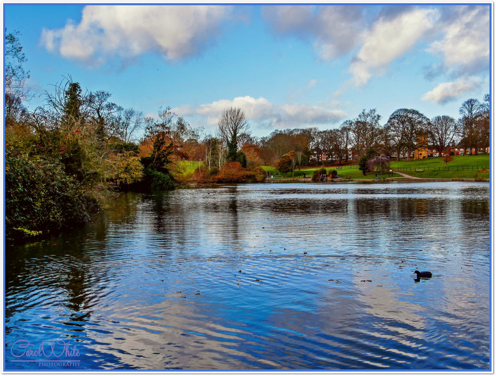 The Lake,Abington Park by carolmw