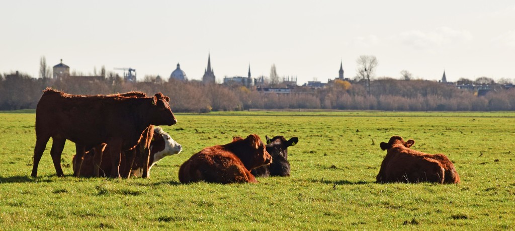 cows and dreaming spires by ianmetcalfe