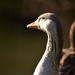 goose by ianmetcalfe