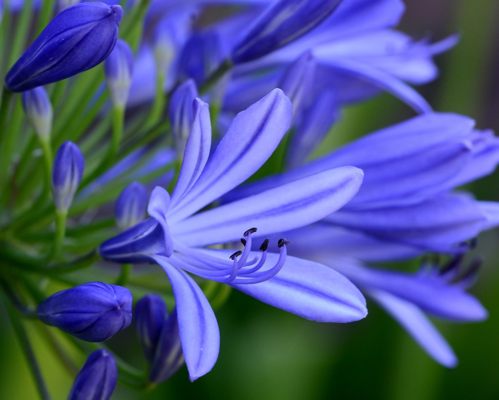 Blowing In The Wind _DSC6479 by merrelyn