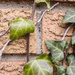 Brick Detail with Ivy (OWO-1) by houser934