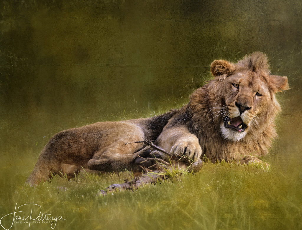 King Of the Beasts for Textures by jgpittenger