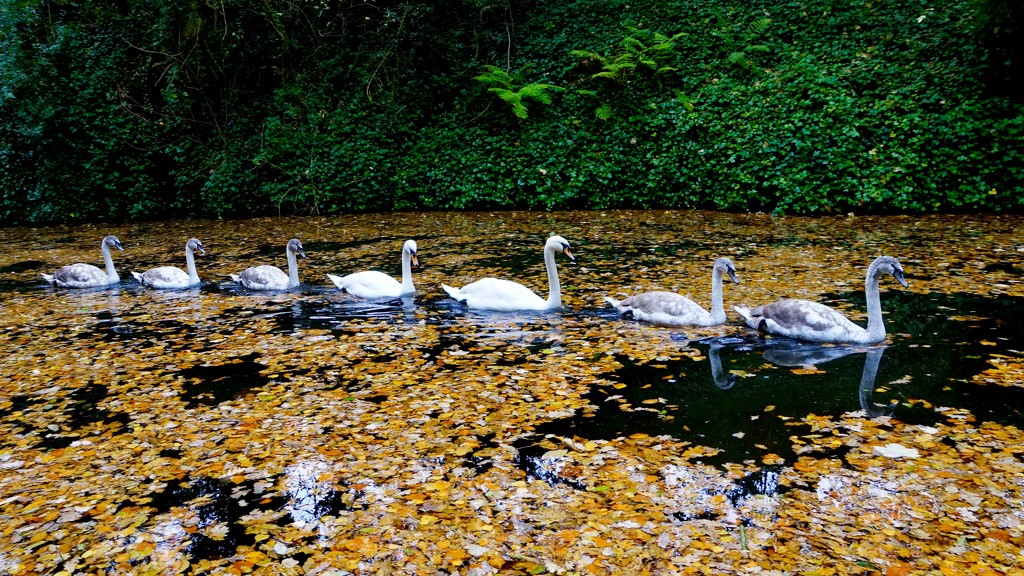 SEVEN SWANS A SWIMMING  by markp