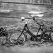 Garden Bike by browngirl