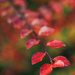 Cotoneaster by atchoo
