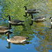 Canada Geese Taking One Last Dip Before Long Flight South by alophoto