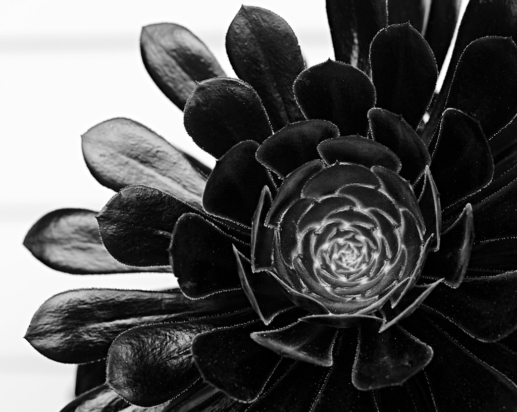 Black cactus by kiwinanna