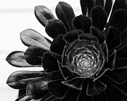 25th Nov 2017 - Black cactus