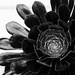 Black cactus by kiwinanna
