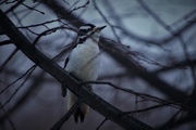 25th Nov 2017 - Downy Woodpecker visiting