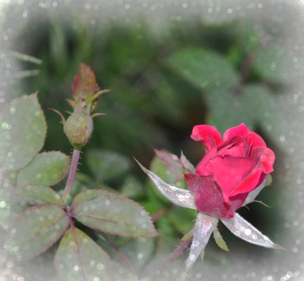 rose bud by dmdfday