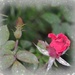 rose bud by dmdfday