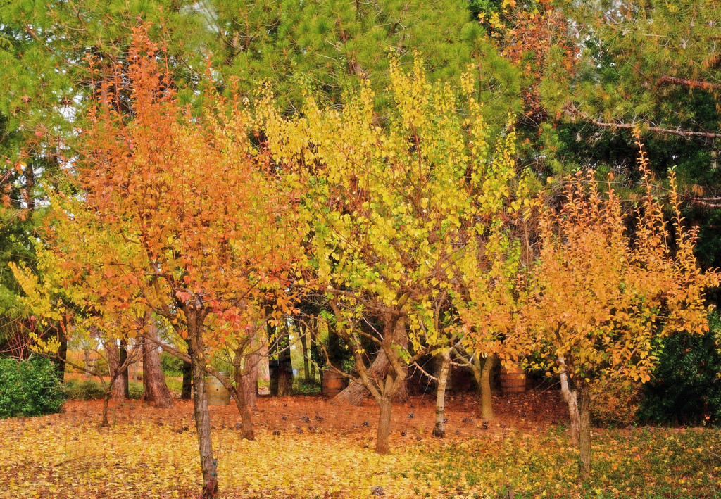 Autumn Impressionism  by joysfocus
