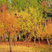 Autumn Impressionism  by joysfocus