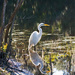 Egret Waiting To Strike! by rickster549