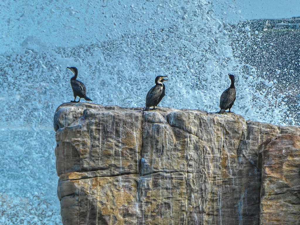 Cormorants enjoying the spashing waves. by ludwigsdiana