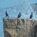 Cormorants enjoying the spashing waves. by ludwigsdiana