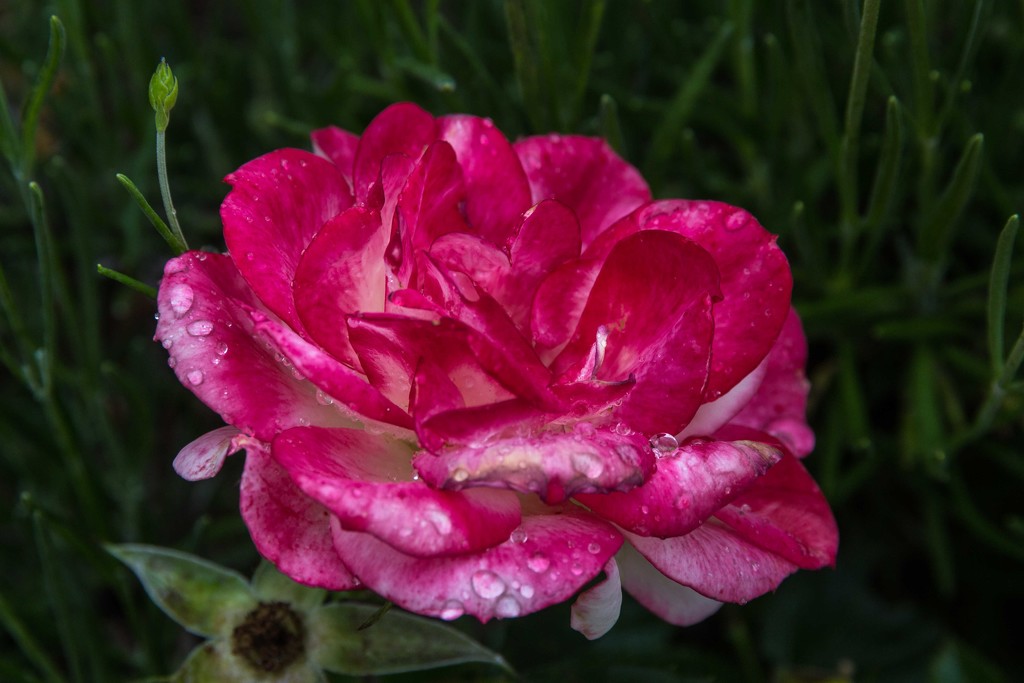 raindrops on roses by pusspup
