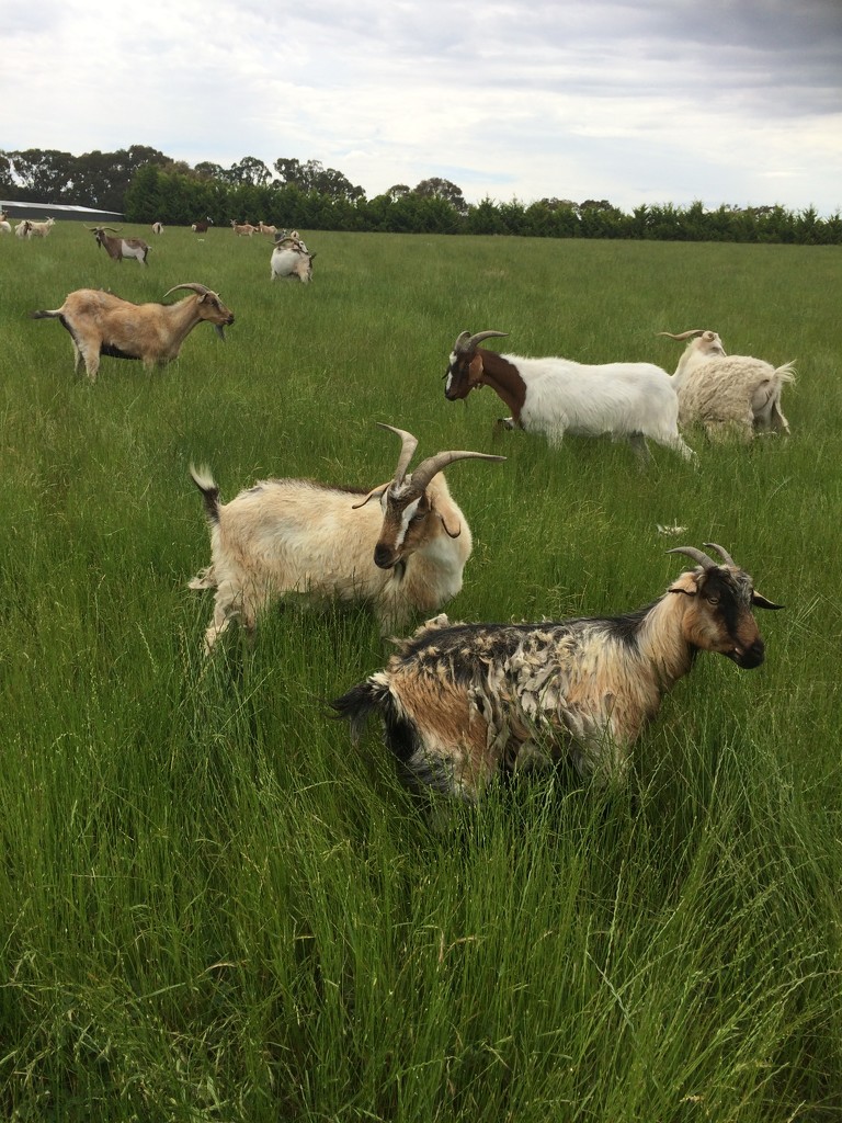 Goats by alia_801