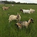 Goats by alia_801
