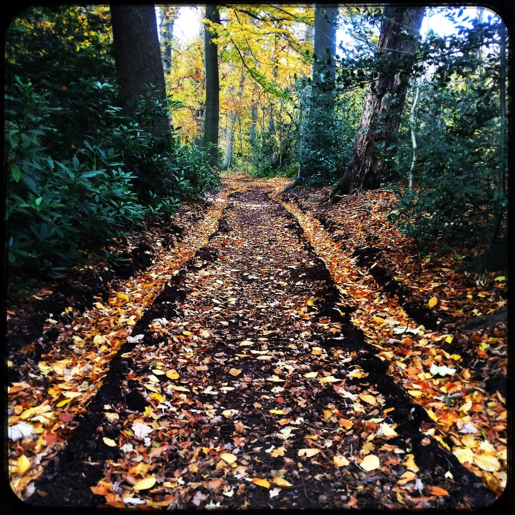 Autumn tracks by mastermek
